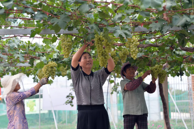 先锋村村民采摘葡萄。